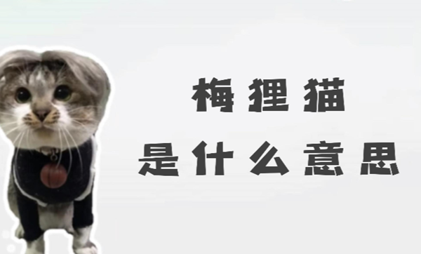 最近网上流行的梅狸猫是什么意思 网络用语梅狸猫意思介绍