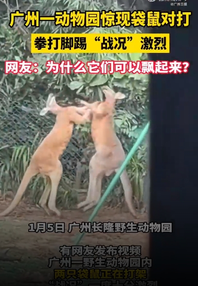 广州一动物园两只袋鼠对打到飞起 网友：“袋”师傅，快切它中路！