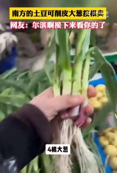 南方的土豆可削皮大葱按根卖，网友：尔滨啊接下来看你的了！