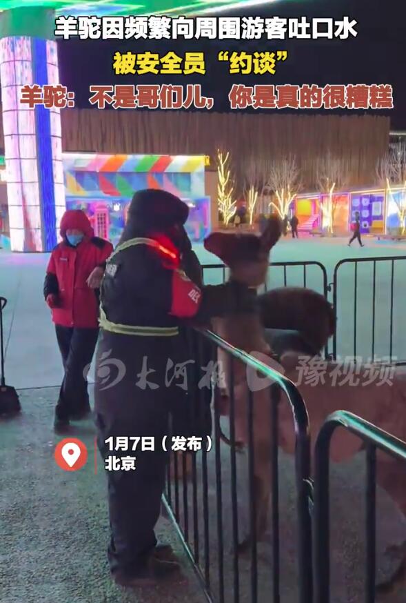 羊驼因频繁吐口水被安全员“约谈” 网友：这位羊驼可长点心吧