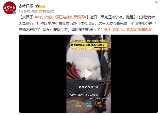 哈尔滨的白狐已经熬出黑眼圈：小狐狸服务得已经睁不开眼了