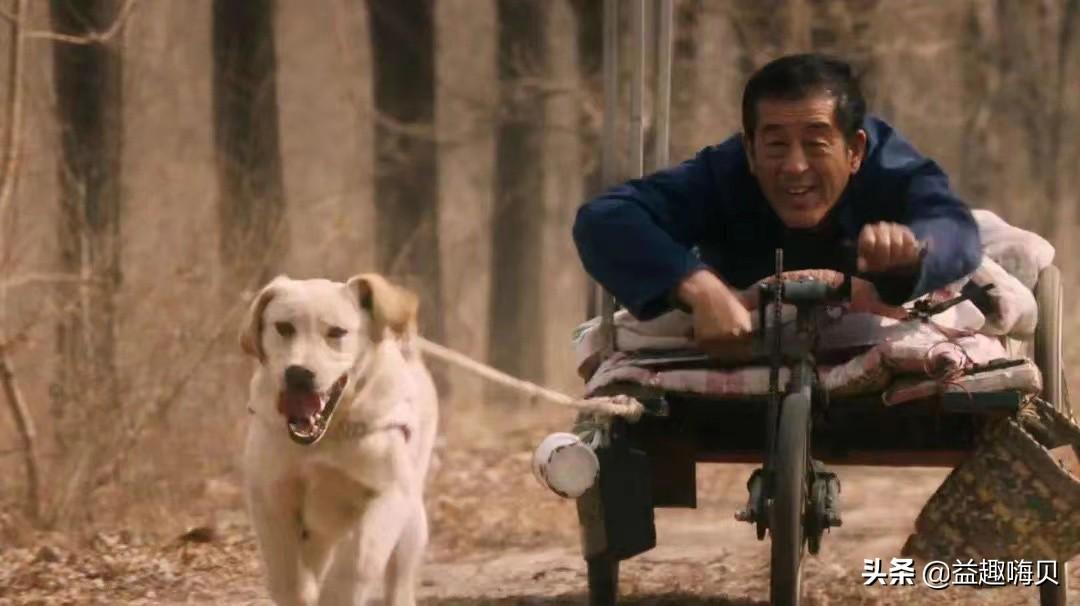 十大经典狗狗电影排行