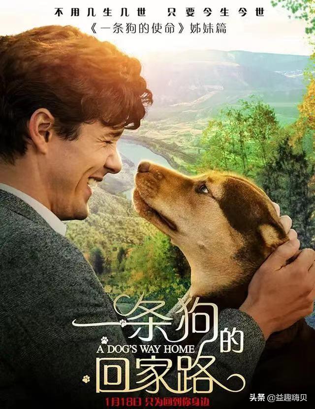 十大经典狗狗电影排行