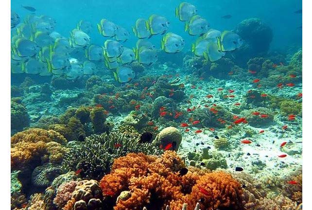 全球十大潜水地排行