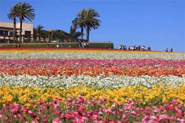 世界上最美的花海在哪