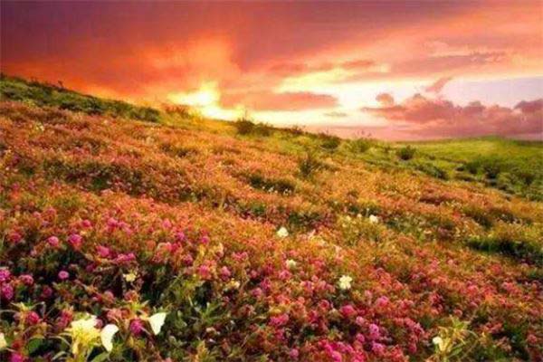 世界上最美的花海在哪