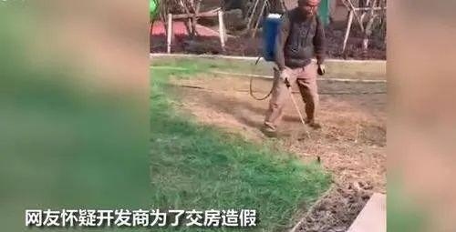 物业回应给草坪喷绿漆
