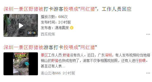 深圳一景区野猪被投喂成网红猪,能不能别啥都加上网红