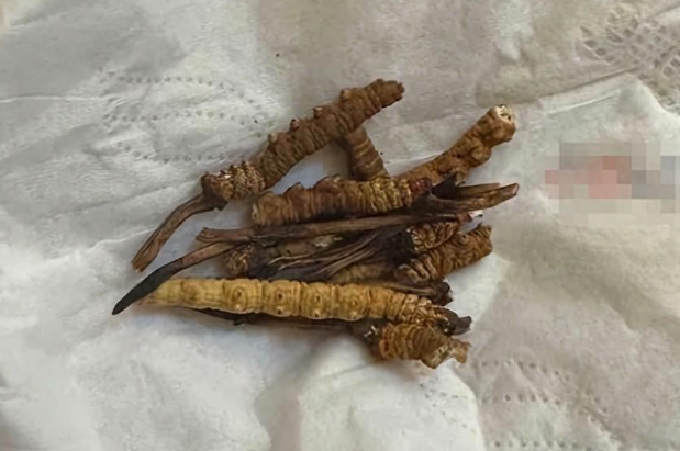 小猫偷吃20根虫草主人含泪赔2千,网友调侃称小猫一下子身价翻了一倍