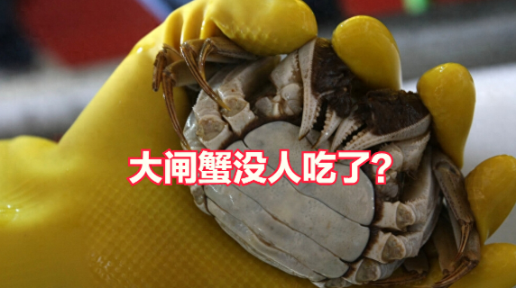 大闸蟹跌出“白菜价”最便宜的10块钱就能买一只
