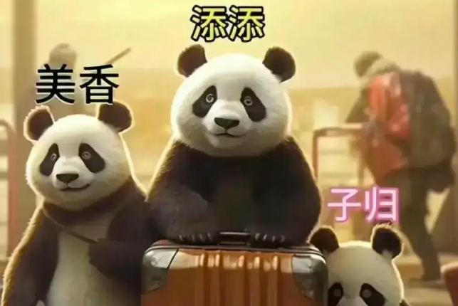 旅美大熊猫美香一家3口今日抵达成都,23年后顺利抵达成都