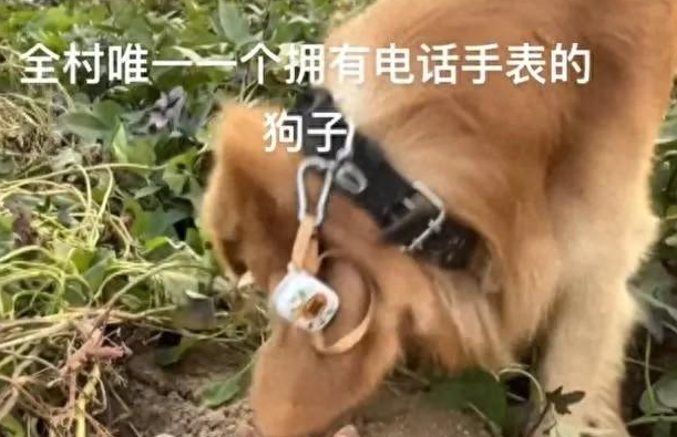 全村唯一拥有电话手表的小狗,网友表示再也不用满庄跑着找狗了