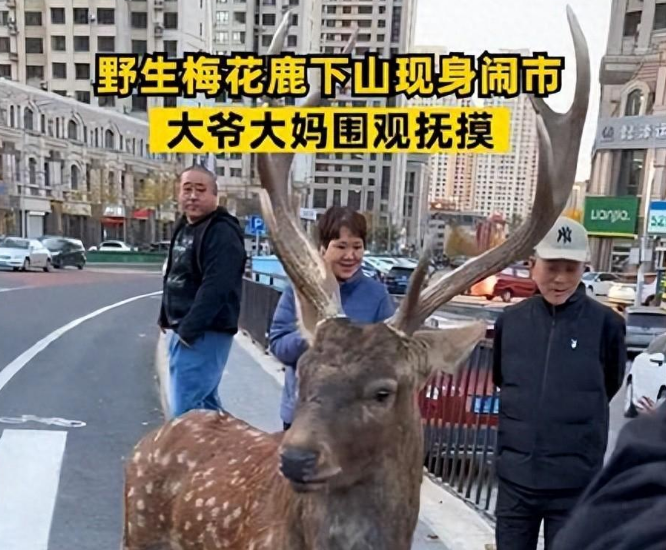 梅花鹿现身闹市大爷大妈围观抚摸,呼吁大家保持一定的距离和尊重