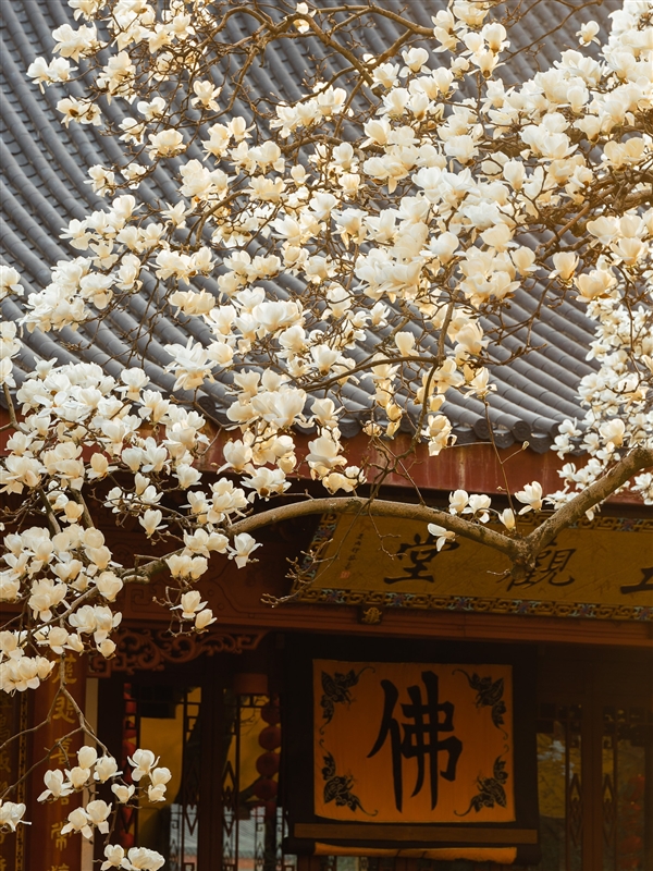 杭州法喜寺500岁玉兰盛放：从明代生长至今 独木成景
