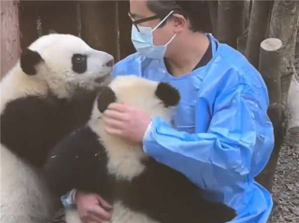 向残疾熊猫福菀泼水3游客身份未确定：初步断定为3女娃