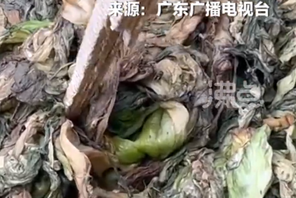 用腐烂芥菜制作！汕头知名橄榄菜企业玉蕾致歉：停工停产 全面消杀
