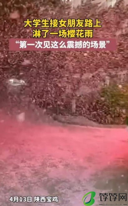 男生去接女朋友的路上偶遇樱花雨 美得不可思议！