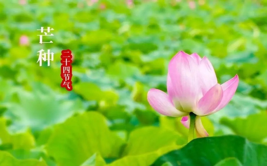 6 月 5 日 12 时 10 分芒种来临，仲夏拉开序幕