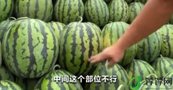 验瓜师每天拍上万个西瓜收入千元 现场教你挑选甜甜的“梦中情瓜”！