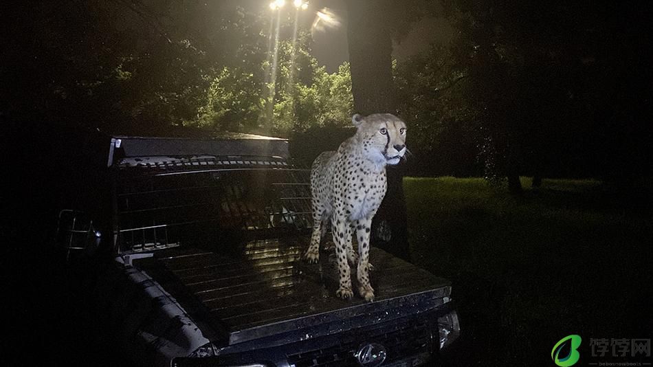 夜探猛兽是怎样的体验？上海野生动物园7月1日起首次全面开放夜场