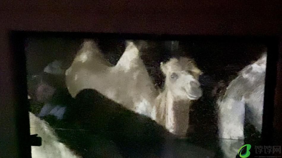 夜探猛兽是怎样的体验？上海野生动物园7月1日起首次全面开放夜场