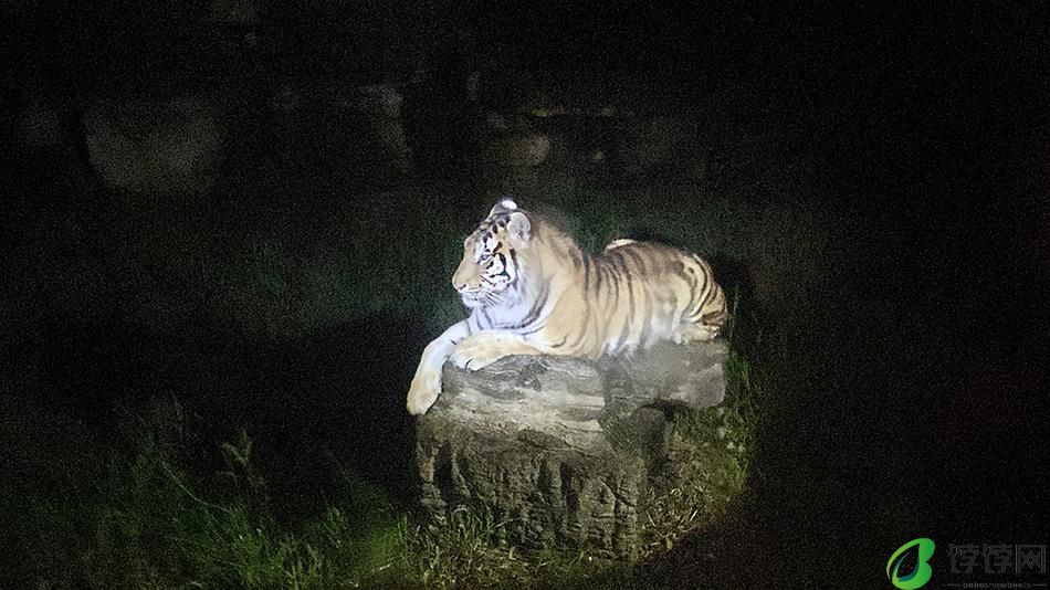 夜探猛兽是怎样的体验？上海野生动物园7月1日起首次全面开放夜场