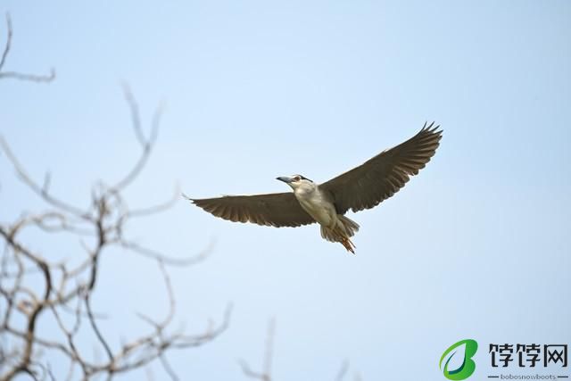  真正的一镜走天下 尼克尔 Z 28-400mm f/4-8 VR 镜头上手体验 