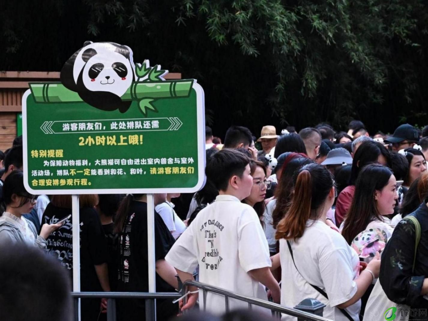 为熊猫界“三大顶流”庆生，粉丝通宵排队