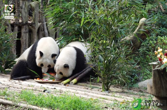 为熊猫界“三大顶流”庆生，粉丝通宵排队