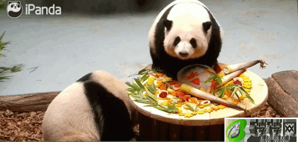 为熊猫界“三大顶流”庆生，粉丝通宵排队