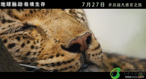 豆瓣9.7分纪录片天花板！《地球脉动》首部大电影国内定档7月27日：预告片发布！