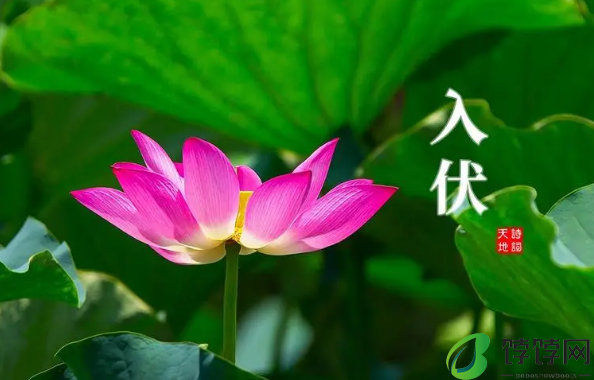 2024年初伏第一天是几月几号2