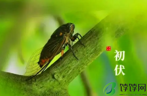 2024年初伏第一天是几月几号3