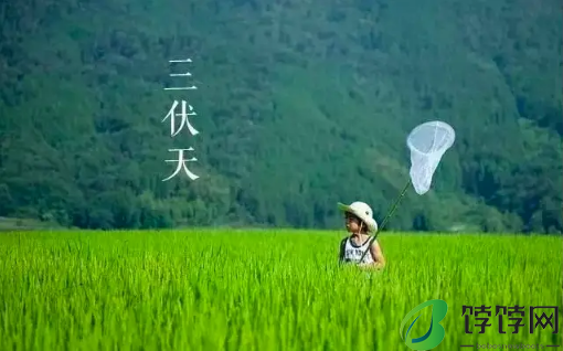 2024三伏天是几号到几号2