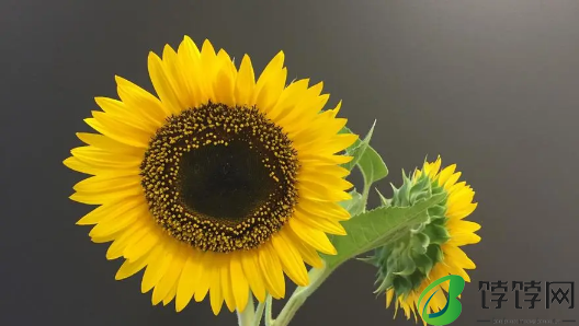 向日葵是高考当天送的吗2