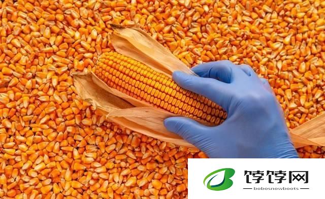 玉米强势上涨,你何时卖粮