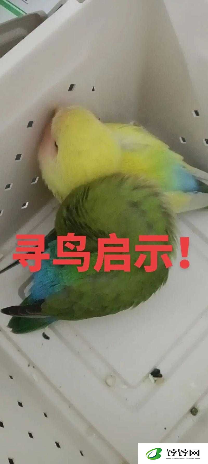 明日之后鹦鹉说话内容大揭秘：详细解读鹦鹉可能会说的那些话