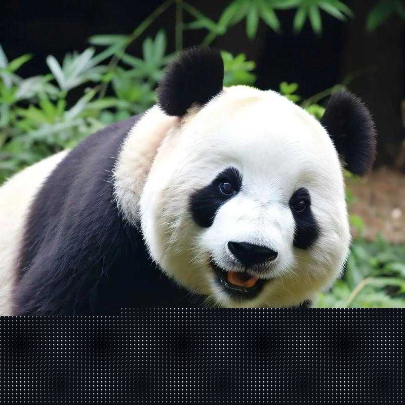 《变身熊猫妹？第关攻略：掌握技巧，轻松通关》