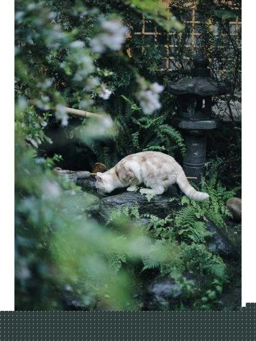 有间猫咪小院电脑版下载地址及安装说明：下载安装包，轻松体验猫咪小院的温馨世界