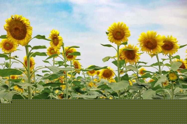 梦幻 Q 仙之花舞 绚烂绽放闪耀独特职业魅力风采