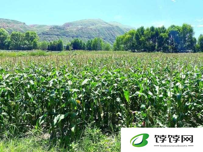 红颜州电脑版下载地址及详细安装指南