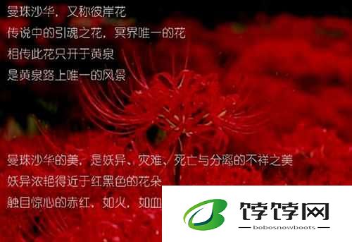 彼岸之花曼珠沙华于地狱边境绽放的逆天魔仙传奇