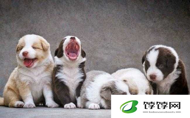 仙语萌宠大揭秘 明明能靠颜值偏偏要凭实力之上篇