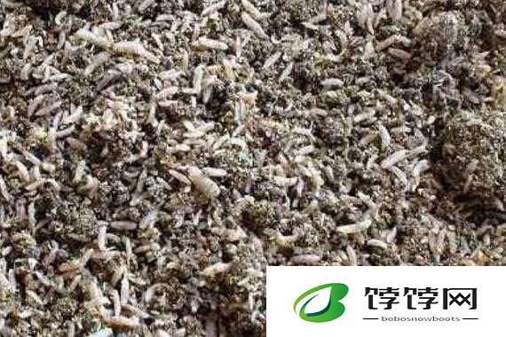 灞辨潙濠寮轰鸡瀵″：神秘未知的探索