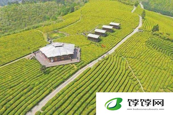 老王头的春天林初晴最火的一句：春天里的邂逅