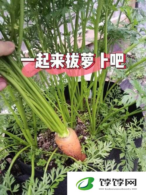拔萝卜降黄 9.1：助力健康的奇妙方法