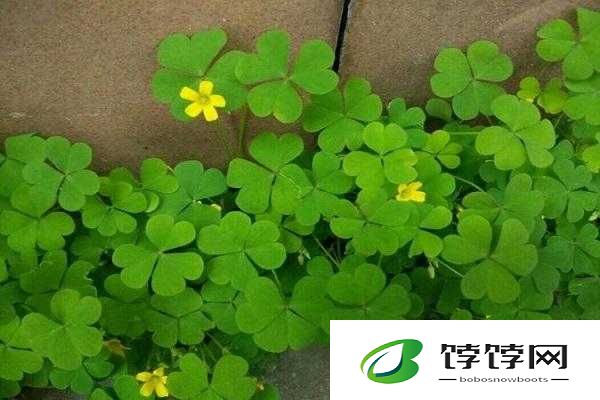 三叶草 gy3876：神奇的存在