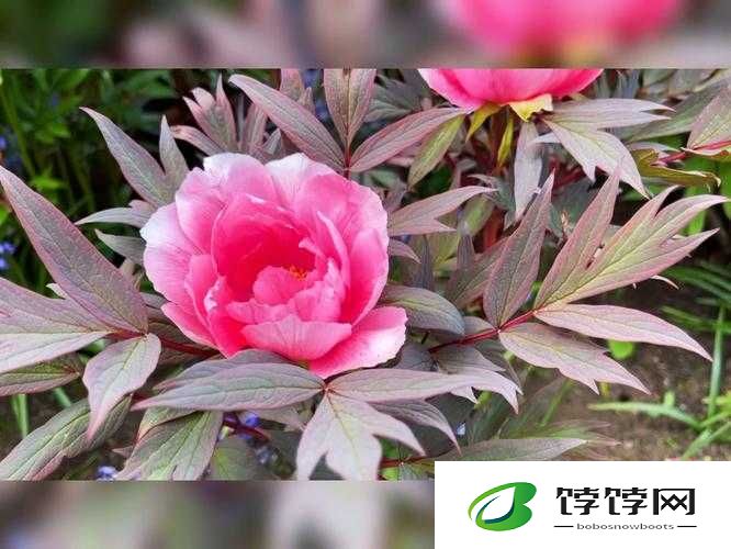 国色天香-国色天香之花容月貌
