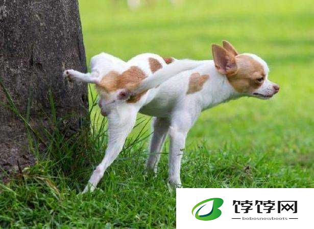 我们敲代码的不懂狗：一群特殊的存在
