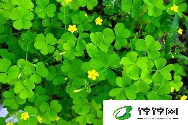 三叶草 gw9356：神奇植物的独特魅力